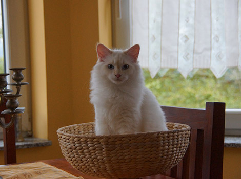 Ricco am 13.9.2014